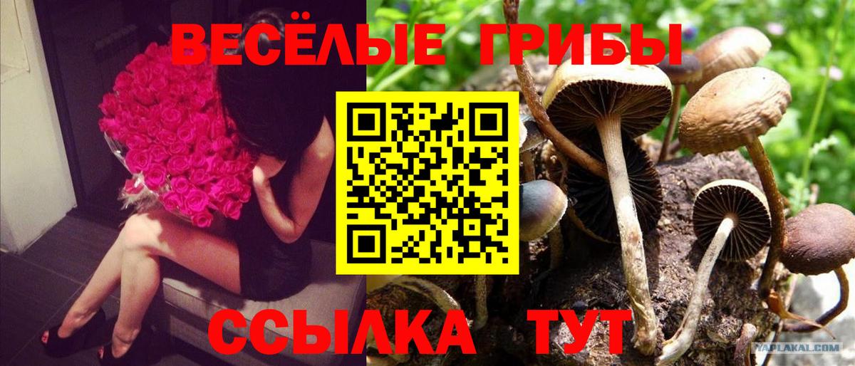 Псилоцибиновые грибы MAGIC MUSHROOMS Переславль-Залесский